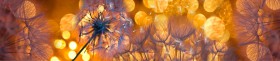 Кухонный фартук Мерцание Одуванчики золотистые 3 серебро в Любинском - lyubinskij.katalogmebeli.com | фото 1