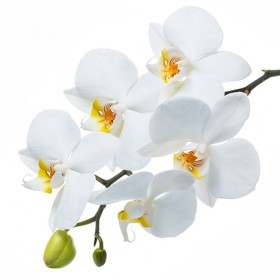 Стол обеденный Танго белый/Орхидея в Любинском - lyubinskij.katalogmebeli.com | фото 3